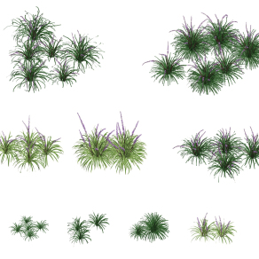 现代草,植物,薰衣草 su草图模型下载