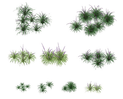 现代草,植物,薰衣草 su草图模型下载