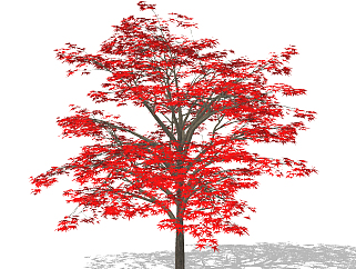 现代枫树，景观树 (2)su草图模型下载