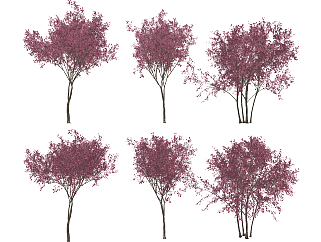 现代树,植物 樱花树)su草图模型下载