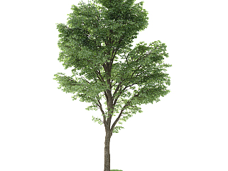 现代<em>树</em>,植物,景观<em>树</em>su草图模型下载