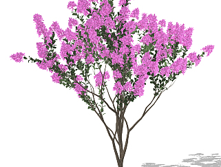 现代<em>紫薇树</em>,景观树su草图模型下载