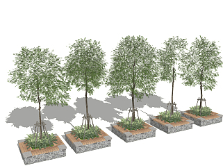 12现代树池景观树，树池行道树2su草图模型下载