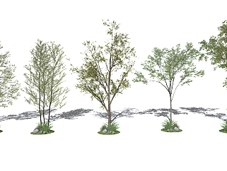 现代<em>行道树</em>景观树su草图模型下载
