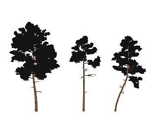 松树植物模型su草图模型下载