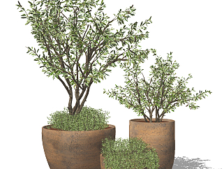 橄榄<em>户外植物</em>绿植，盆栽su草图模型下载