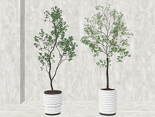 现代盆栽植物,绿植，su草图模型下载