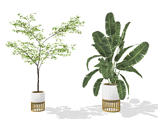 现代绿植盆栽，大叶植物，<em>芭蕉</em>叶su草图模型下载