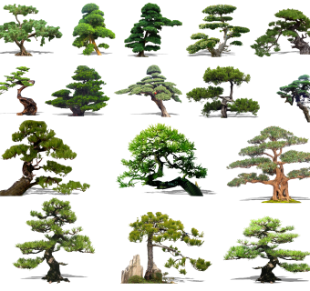 中式造型松树，迎客松，松树，su草图模型下载