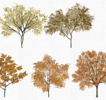 园林景观植物秋天树 (5)1su草图模型下载