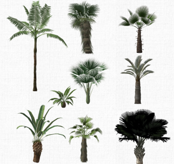 园林景观植物树su草图模型下载