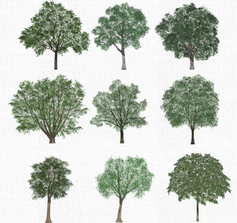 景观树 (1)1su草图模型下载