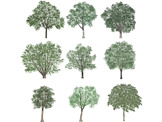 景观树 (1)1su草图模型下载