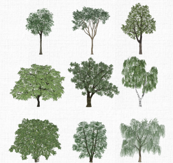 景观树 (2)1su草图模型下载