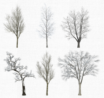 园林景观植物冬天树su草图模型下载