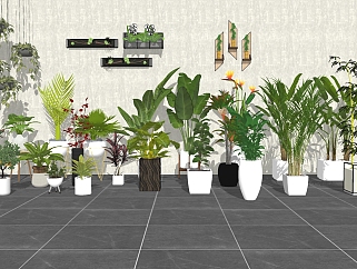17现代绿植,盆栽,花盆,植物吊篮芭蕉叶散尾葵阳台植物su草图模型下载