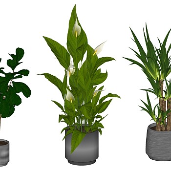 芭蕉植物su草图模型下载