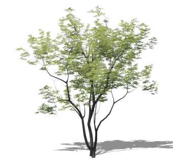 树sketchup草图模型下载su草图模型下载