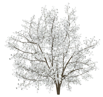 白梅花树su草图模型下载