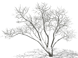 <em>现代</em>风格冬季<em>景观树</em>su草图模型下载