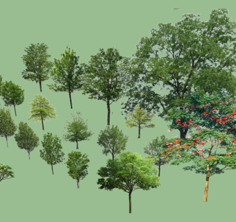 真实植物 su草图模型下载