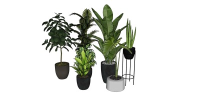 42现代绿植盆栽 景观小品 景观树  植物置物架  发财树 宽叶绿植盆栽su草图模型下载