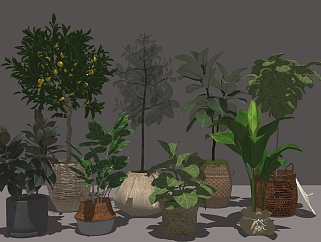 <em>装饰</em>植物<em>盆栽</em> 植物树组合su草图模型下载