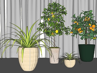 景观植物盆栽 绿植 橘子树组合su草图模型下载