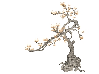 景观植物松树 su草图模型下载