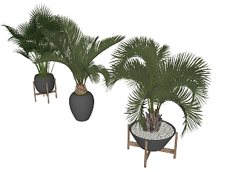 植物棕榈盆栽 绿植 盆栽 景观 散尾葵su草图模型下载
