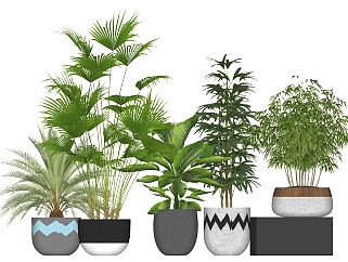 多肉植物 竹子 芭蕉植物 装饰植物绿植盆栽su草图模型下载