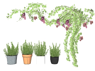 装饰植物绿植 盆栽 藤蔓组植物花盆su草图模型下载