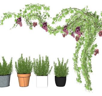 装饰植物绿植 盆栽 藤蔓组植物花盆su草图模型下载