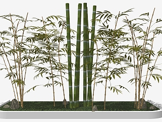 3现代室外景观植物 <em>竹子</em>，竹竿 su草图<em>模型</em>下载