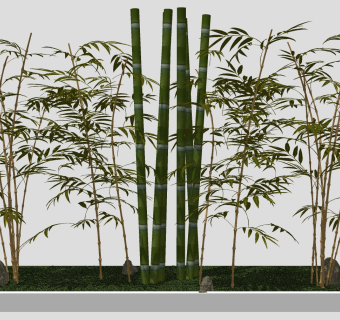 3现代室外景观植物 竹子，竹竿 su草图模型下载