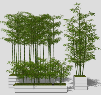 现代，新中式竹子，花池su草图模型下载
