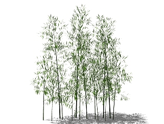 现代竹子，竹林su草图模型下载