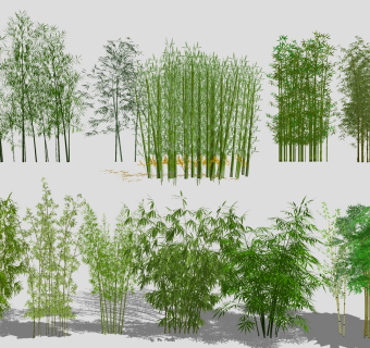 现代竹子植物 ，竹子，竹林su草图模型下载