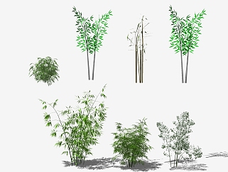 现代<em>竹子</em>植物 su草图<em>模型</em>下载