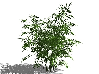 <em>现代</em>竹子植物 su草图模型下载