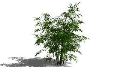 现代竹子植物  su草图模型下载