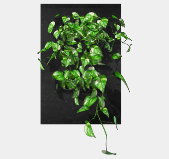 装饰墙饰植物 绿植墙组合 su草图模型下载