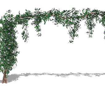 绿植植物 藤蔓 装饰植物 su草图模型下载