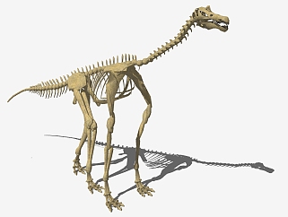 动物<em>博物馆</em>恐龙化石摆件su草图模型下载