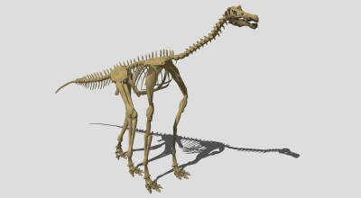 动物博物馆恐龙化石摆件su草图模型下载