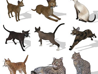 <em>宠物</em>动物猫咪动物模型su草图模型下载
