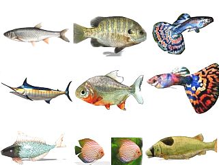 动物热带鱼 <em>孔雀</em>鱼组合动物模型su草图模型下载