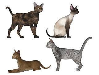 动物宠物小猫咪 斑点<em>猫</em>组合 su草图模型下载