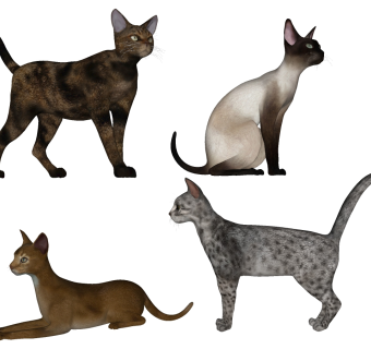 动物宠物小猫咪 斑点猫组合 su草图模型下载