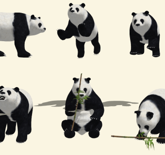 国宝大熊猫吃竹子模型 su草图模型下载
